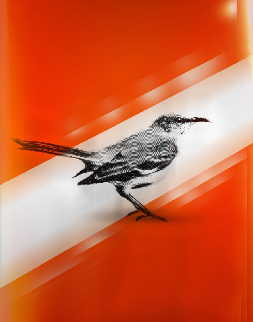 mocking bird book print